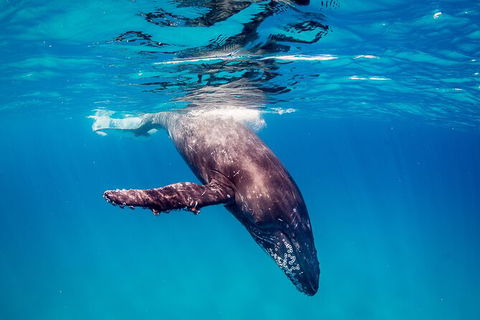 Life On Ningaloo Swimming Tour In Exmouth - Accommodation Sunshine Coast 5