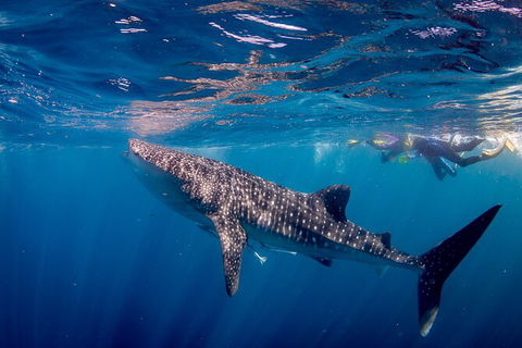 Life On Ningaloo Swimming Tour In Exmouth - Accommodation Sunshine Coast 2
