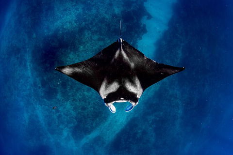 Life On Ningaloo Swimming Tour In Exmouth - Accommodation Sunshine Coast 3