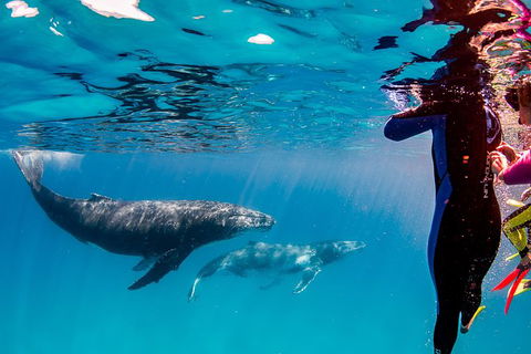 Life On Ningaloo Swimming Tour In Exmouth - Accommodation Sunshine Coast 0