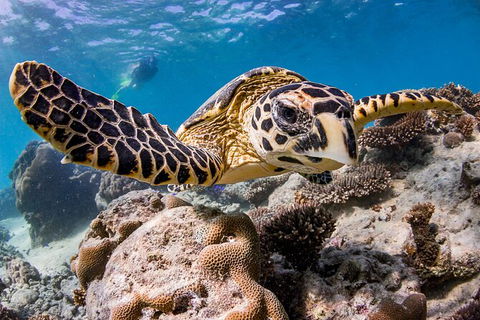 Life On Ningaloo Swimming Tour In Exmouth - Accommodation Sunshine Coast 1