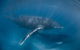 Full-Day Whale Watching Snorkeling And Swimming At Coral Bay - thumb 6