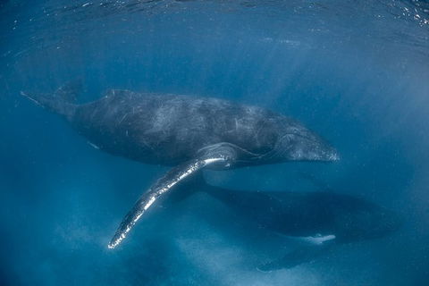 Full-Day Whale Watching Snorkeling And Swimming At Coral Bay - Accommodation Sunshine Coast 6