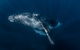 Full-Day Whale Watching Snorkeling And Swimming At Coral Bay - thumb 7