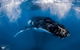 Full-Day Whale Watching Snorkeling And Swimming At Coral Bay - thumb 4