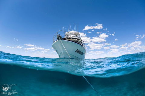 Full-Day Whale Watching Snorkeling And Swimming At Coral Bay - Accommodation Sunshine Coast 3