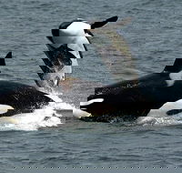 Bremer Canyon Orca Experience - Accommodation Sunshine Coast