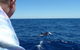 Full-Day Killer Whale Expedition From Albany - thumb 1