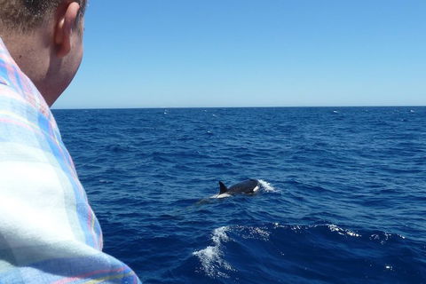 Full-Day Killer Whale Expedition From Albany - Accommodation Sunshine Coast 1