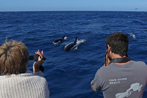 Full-Day Killer Whale Expedition From Albany - Accommodation Sunshine Coast 2