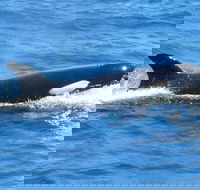 Full-Day Killer Whale Expedition from Albany - Accommodation Sunshine Coast