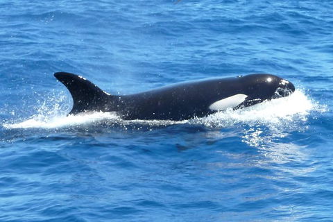 Full-Day Killer Whale Expedition From Albany - Accommodation Sunshine Coast 0