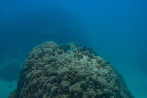 Ningaloo Immersion Private Charter - Accommodation Sunshine Coast 4