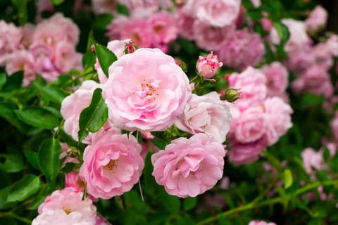 Botanical Gardens, Winery And Scenic Full Day Tour - Accommodation Sunshine Coast 0