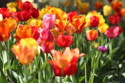 Botanical Gardens, Winery And Scenic Full Day Tour - Accommodation Sunshine Coast 1