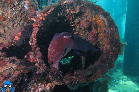 PADI Open Water Course - Accommodation Sunshine Coast 1