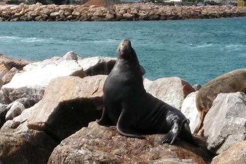 Lobster Fishing Tour At Geraldton - Accommodation Sunshine Coast 3
