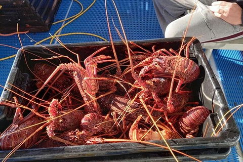 Lobster Fishing Tour At Geraldton - Accommodation Sunshine Coast 6
