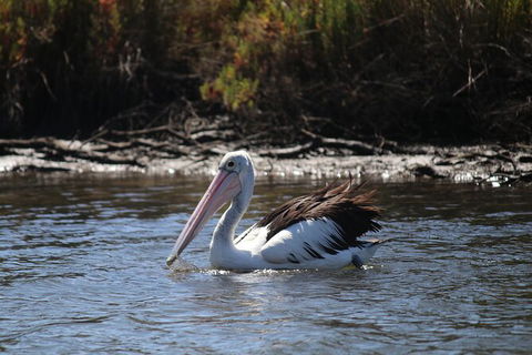 Private Guided River Kayak Tour - Accommodation Sunshine Coast 2