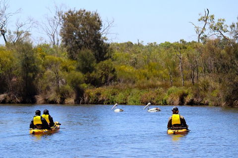 Private Guided River Kayak Tour - Accommodation Sunshine Coast 4