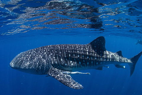 Full-Day Whale Sharks Swimming Experience On Ningaloo Reef - Accommodation Sunshine Coast 10