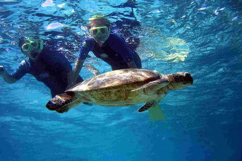 Full-Day Whale Sharks Swimming Experience On Ningaloo Reef - Accommodation Sunshine Coast 7