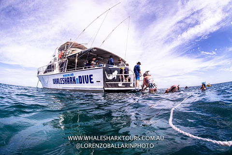 Full-Day Whale Sharks Swimming Experience On Ningaloo Reef - Accommodation Sunshine Coast 13