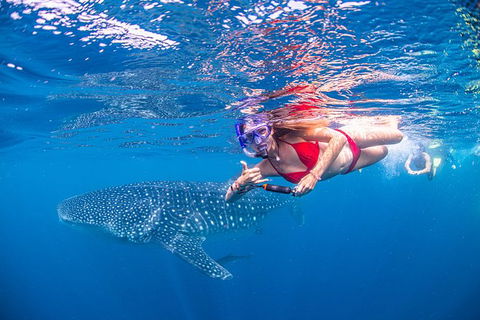 Full-Day Whale Sharks Swimming Experience On Ningaloo Reef - Accommodation Sunshine Coast 0