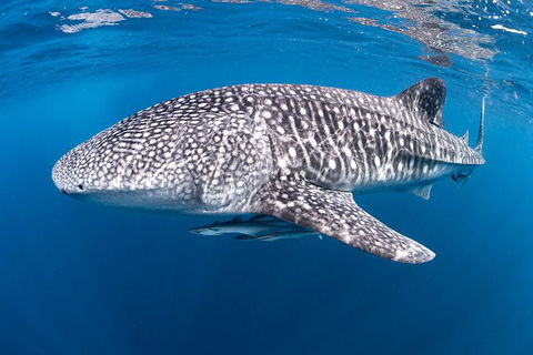 Full-Day Whale Sharks Swimming Experience On Ningaloo Reef - Accommodation Sunshine Coast 14