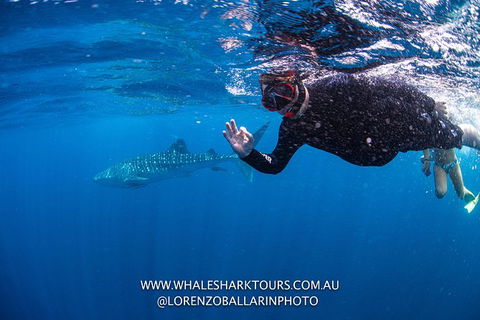 Full-Day Whale Sharks Swimming Experience On Ningaloo Reef - Accommodation Sunshine Coast 2