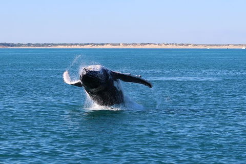 AOC Broome Whale Watching - Accommodation Sunshine Coast 3