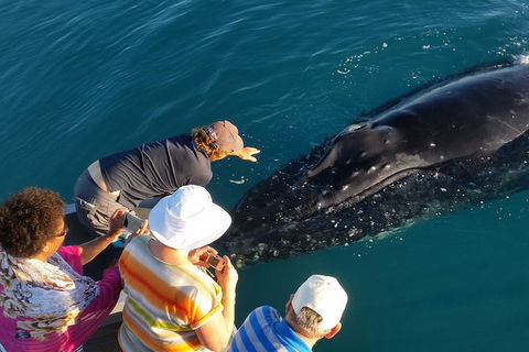 AOC Broome Whale Watching - Accommodation Sunshine Coast 0