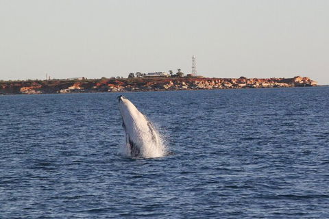 AOC Broome Whale Watching - Accommodation Sunshine Coast 2