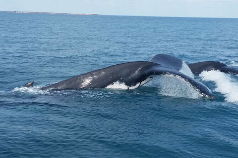 AOC Broome Whale Watching - Accommodation Sunshine Coast 1