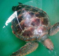 Australian Seabird Rescue - Accommodation Sunshine Coast