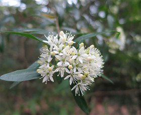 Cambewarra Mountain NSW Accommodation Sunshine Coast