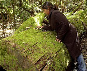 Washpool National Park - Washpool Walk - Accommodation Sunshine Coast 0