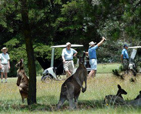 Glen Innes Golf Club - Accommodation Sunshine Coast 0