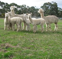 Blackgate Lodge Alpaca Stud - Accommodation Sunshine Coast