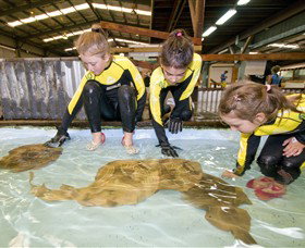 Australian Shark And Ray Centre - Accommodation Sunshine Coast 0