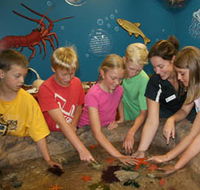 Naturaliste Marine Discovery Centre - Accommodation Sunshine Coast