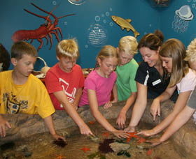 Naturaliste Marine Discovery Centre - Accommodation Sunshine Coast 0