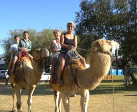 Calamunnda Camel Farm - Accommodation Sunshine Coast 0