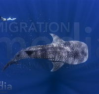Migration Media - Accommodation Sunshine Coast