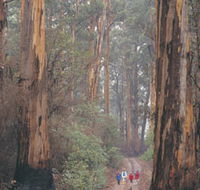 Beedelup National Park - Accommodation Sunshine Coast