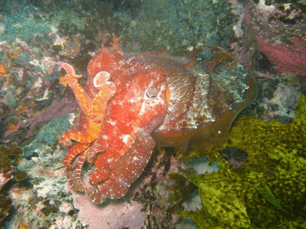Jervis Bay Dive Charters - Accommodation Sunshine Coast 0