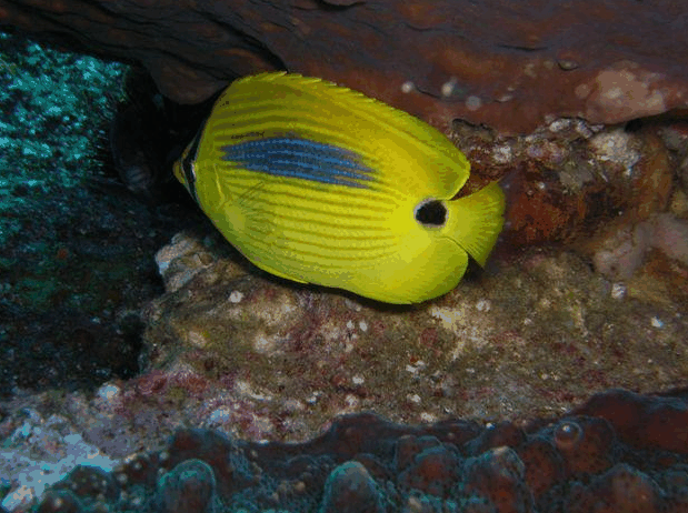Jervis Bay Dive Charters - Accommodation Sunshine Coast 1
