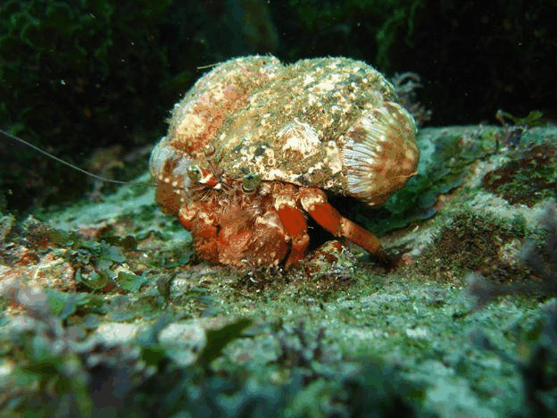 Jervis Bay Dive Charters - Accommodation Sunshine Coast 2