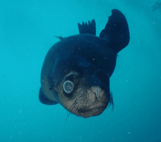 Jervis Bay Dive Charters - Accommodation Sunshine Coast 3
