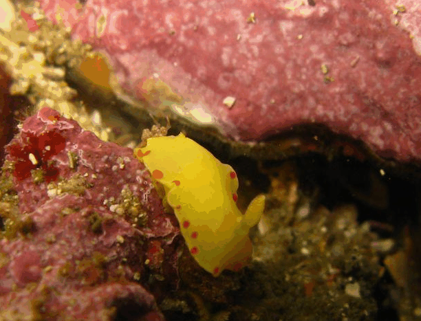 Jervis Bay Dive Charters - Accommodation Sunshine Coast 5